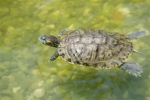 Jak długo żółwie mogą wstrzymać oddech? Fakty & Często zadawane pytania