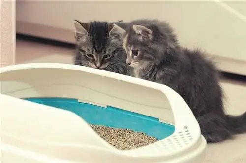 10 بهترین جعبه زباله برای بچه گربه ها در سال 2023: نظرات & بهترین انتخاب