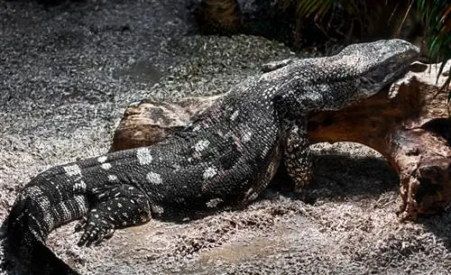Black-Throat Monitor Lizards: Care Sheet, Pictures, Lifespan & เพิ่มเติม