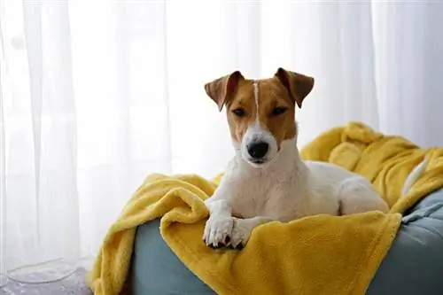 Czy poduszki grzewcze pomagają w zapaleniu stawów u psa? Fakty zatwierdzone przez weterynarza & Często zadawane pytania