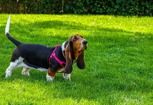 9 Harness Terbaik untuk Basset Hounds pada 2023: Ulasan & Pilihan Teratas