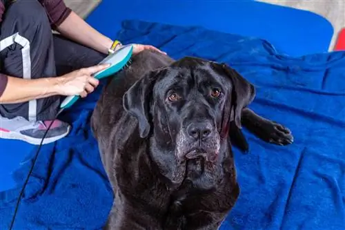 Què fa el tractament amb làser per als gossos? Fets aprovats pel veterinari & Preguntes freqüents