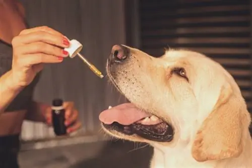 9 beste CBD-oljer for hunder med leddgikt i 2023 – Anmeldelser & toppvalg