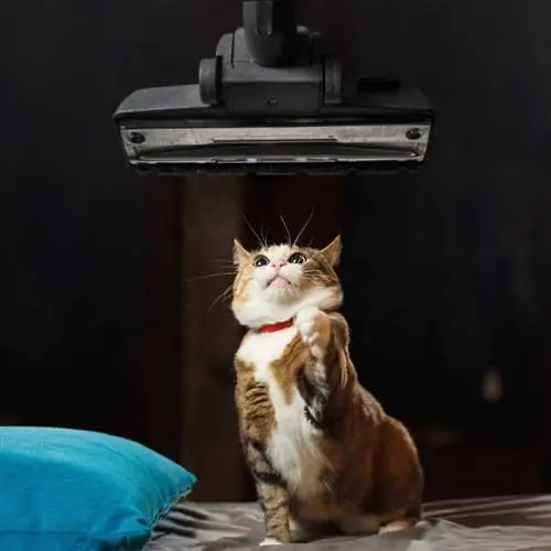 8 Migliori aspirapolvere portatili per lettiera per gatti nel 2023 – Recensioni & Top Picks