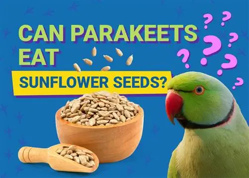 Periquitos podem comer sementes de girassol? Fatos revisados por veterinários & informações que você precisa saber