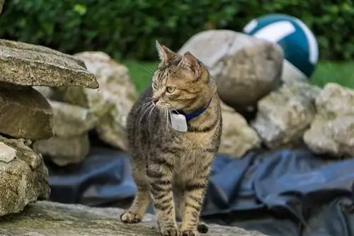 7 beste GPS-tracker voor katten in het VK in 2023 – Recensies & Topkeuzes