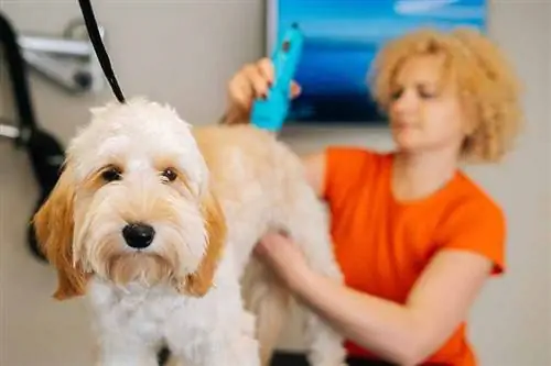 10 Pinakamahusay na Clippers Para sa Labradoodles Noong 2023: Mga Review & Mga Nangungunang Pinili