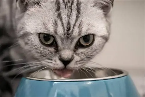 10 أفضل أطباق طعام القطط في المملكة المتحدة في عام 2023 - المراجعات & أفضل اللقطات