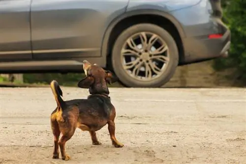 كيف تمنع كلبك من نباح السيارات: 10 نصائح رئيسية