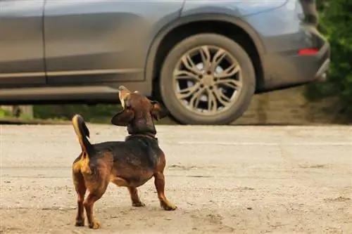 Kako spriječiti svog psa da laje na automobile: 10 ključnih savjeta