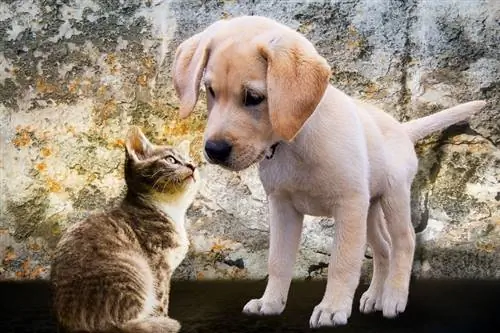 Cara Memperkenalkan Anak Kucing Kepada Anjing Anda: 7 Petua Pakar