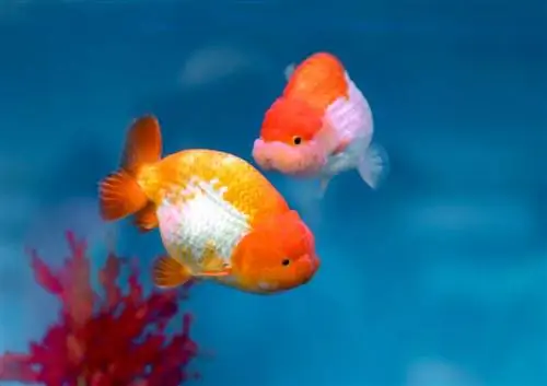 6 Melhores fundos realistas para aquários de peixes dourados em 2023 – Avaliações & Principais escolhas