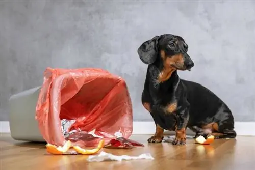 10 świetnych wskazówek, jak zabezpieczyć kosz na śmieci przed psami