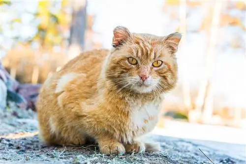 10 Natural & Remédios caseiros seguros para manter os gatos afastados