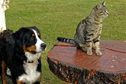 Kaip supažindinti katę su šunimi: 8 naudingi patarimai