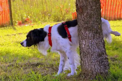 Waarom plassen honden in bomen? En hoe ze te stoppen