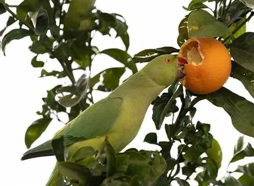 19 gyümölcs, amit a papagájok megehetnek (képekkel)