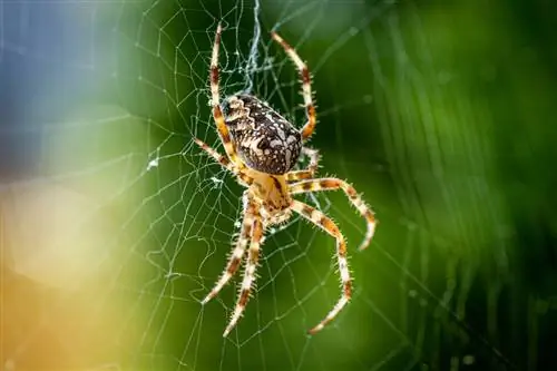 19 arañas encontradas en Georgia (con imágenes)