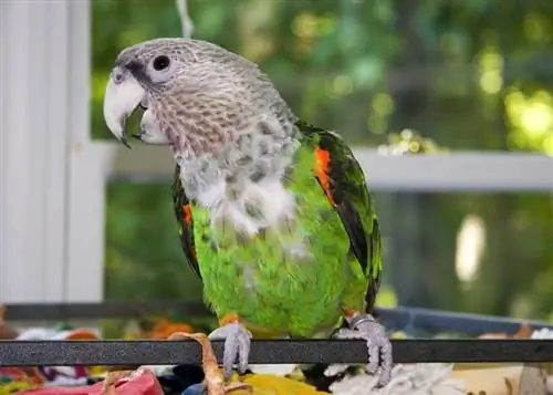 Cape Parrot: Personality, Food & მოვლის გზამკვლევი (სურათებით)