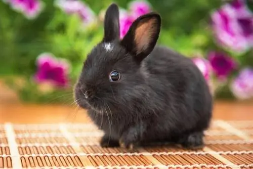 21 prachtige zwarte konijnenrassen (met afbeeldingen)