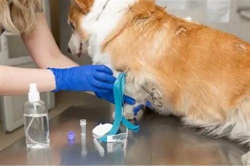 Může očkovaný pes dostat vzteklinu? (odpověď veterináře)