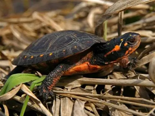 14 tortugas encontradas en Pensilvania (con imágenes)