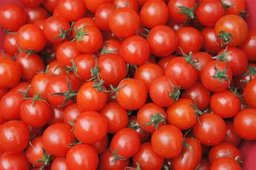 هل يمكن للكلاب أن تأكل الطماطم الكرز؟ حقائق غذائية معتمدة من الطبيب البيطري & نصيحة
