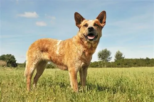 15 ilgiausiai gyvenančių šunų veislių (su nuotraukomis)