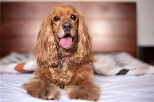 Angļu kokerspaniela suņu šķirnes ceļvedis: informācija, attēli, aprūpe & Vairāk