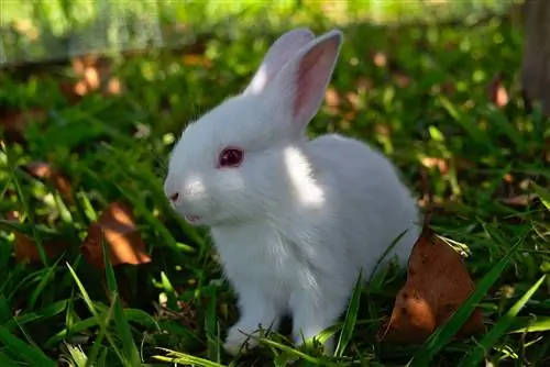 Florida Beyaz Tavşan Cinsi: Resimler, Özellikler, Gerçekler & Daha Fazlası