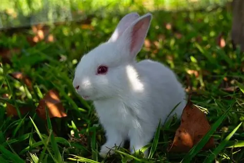 Florida White Rabbit Breed: Mga Larawan, Mga Katangian, Katotohanan & Higit pa