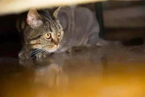 8 állatorvos által felülvizsgált gyógymód a macska szorongásának csökkentésére