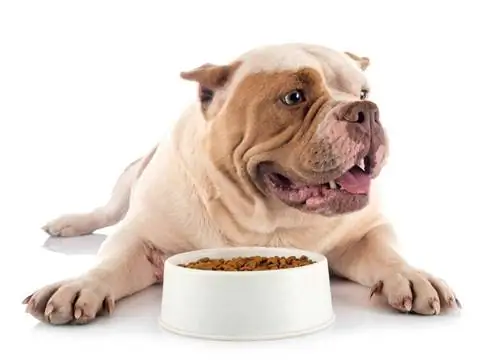 8 най-добри храни за кучета за американски хулигани през 2023 г. – Рецензии & Най-добри избори