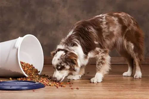 8 بهترین غذای سگ برای شپردهای استرالیایی در سال 2023: نظرات & انتخاب برتر