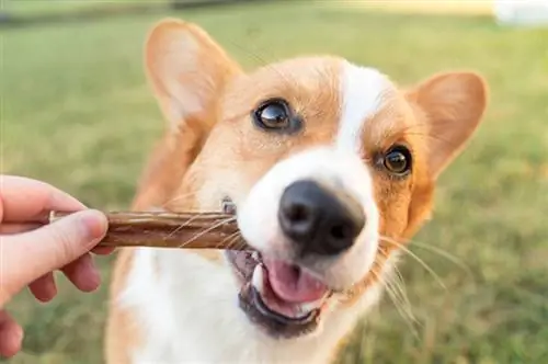 5 най-добри дълготрайни дъвкалки за кучета през 2023 г.: Рецензии & Най-добри избори
