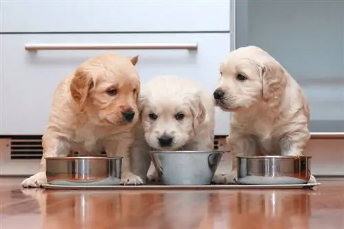 9 Melhores Alimentos para Cachorros para Estômagos Sensíveis 2023: Avaliações & Principais Escolhas