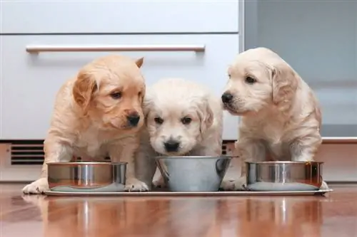 9 meilleurs aliments pour chiots pour les estomacs sensibles 2023 : avis &