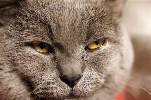 A macskák úgy sírnak könnyeket, mint az emberek? Állatorvos által felülvizsgált tények & GYIK
