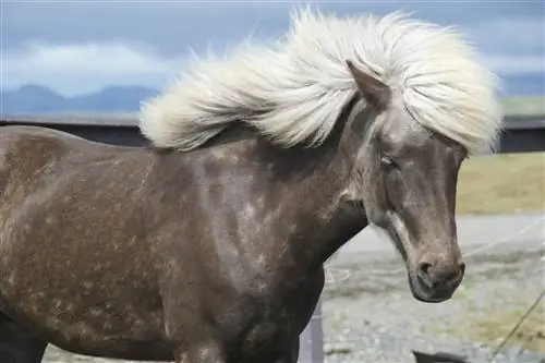 ¿Los caballos tienen sensibilidad en la crin? Lo que nos dice la ciencia