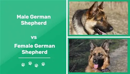 Nemecký ovčiak vs. sučka: Rozdiely (s obrázkami)