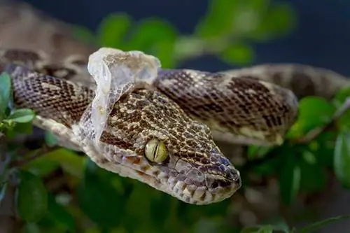 Koliko često zmije linjaju? Koliko dugo traje, znakovi & Uzroci