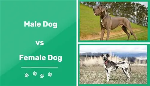 Anjing Jantan vs Betina: Perbedaan (Dengan Gambar)