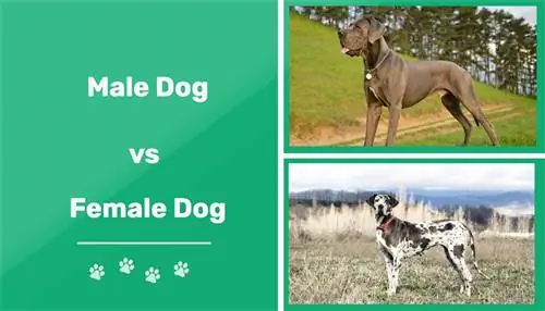 Perro macho vs hembra: Las diferencias (con imágenes)