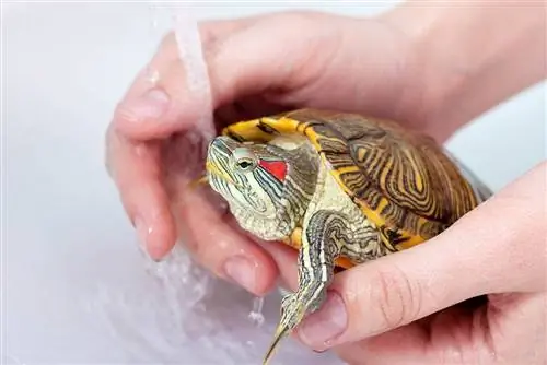 Czy mydło Dawn jest bezpieczne dla żółwi? Zatwierdzone przez weterynarza fakty dotyczące bezpieczeństwa & FAQ