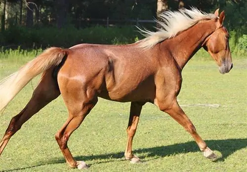 Tennessee Walking Horse: Információ, képek, temperamentum & Jellemzők