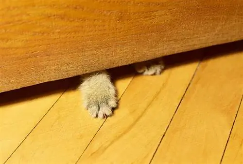 ¿Por qué mi gato patea debajo de la puerta? (6 razones típicas)