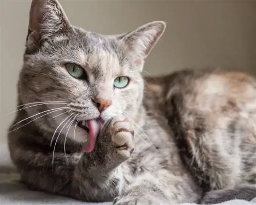 Բոլոր կատուներն ունե՞ն բութ մատ: Բացատրված է կատվային անատոմիան