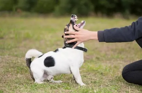 Por que os cães menores são mais agressivos do que os cães maiores? 4 razões