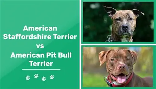 American Staffordshire Terrier vs Pit Bull: Tofauti (Pamoja na Picha)