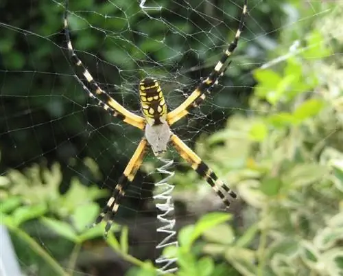 11 druhov pavúkov nájdených v Kalifornii (s obrázkami)